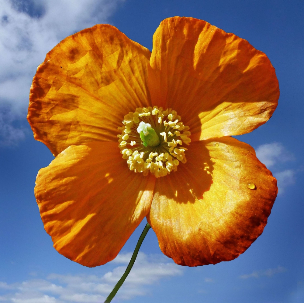 3rd Orange poppy by Dave Burman